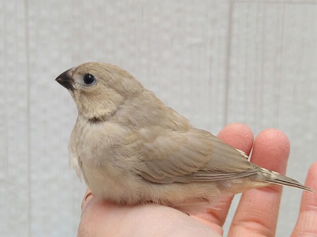 美❇️ベージュカラーなキンカ鳥ヒナさん🤎フォーン 錦花鳥(キンカチョウ)