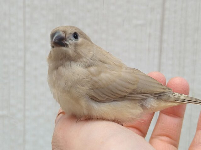 美❇️ベージュカラーなキンカ鳥ヒナさん🤎フォーン 錦花鳥(キンカチョウ)