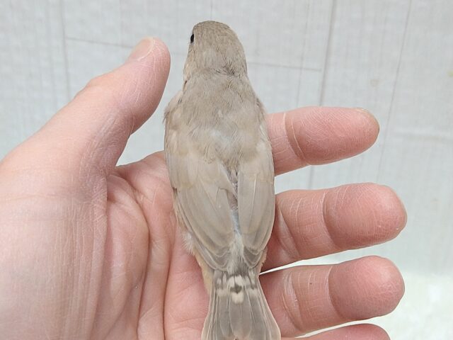 美❇️ベージュカラーなキンカ鳥ヒナさん🤎フォーン 錦花鳥(キンカチョウ)