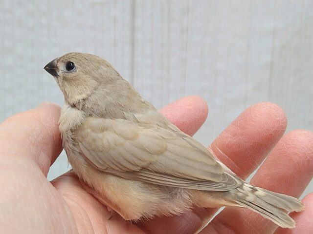 美❇️ベージュカラーなキンカ鳥ヒナさん🤎フォーン 錦花鳥(キンカチョウ)