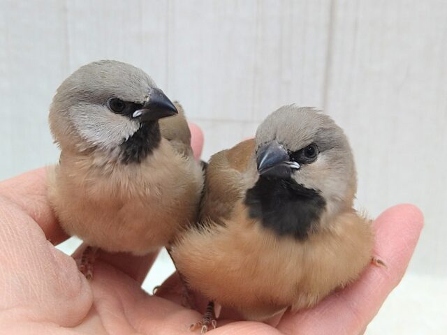 シュバシキンセイチョウ