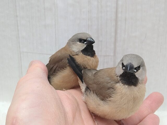 シュバシキンセイチョウ