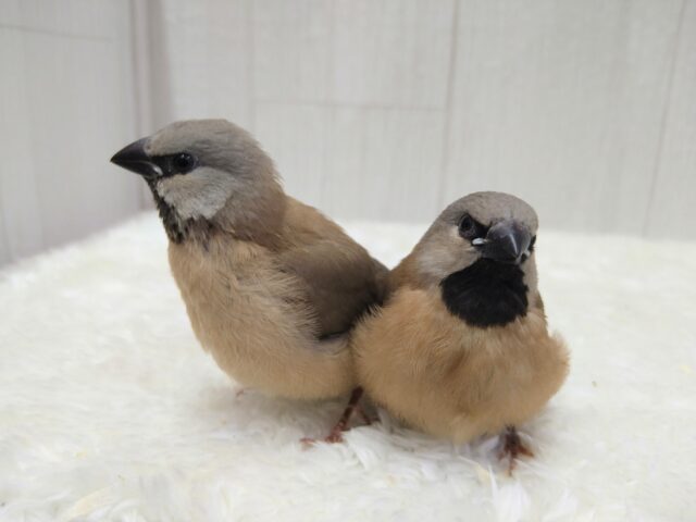 シュバシキンセイチョウ