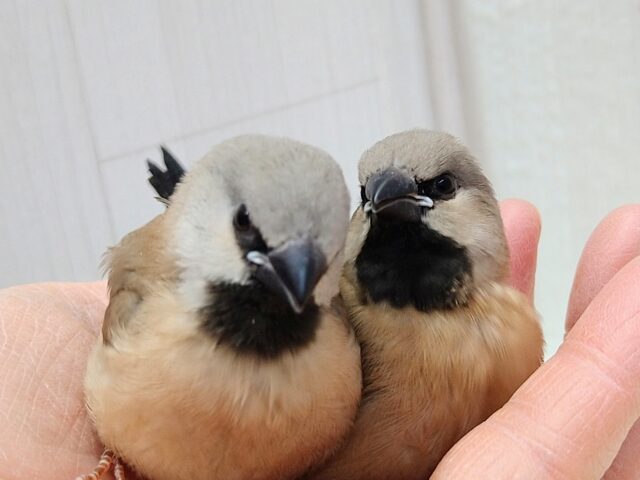 シュバシキンセイチョウ