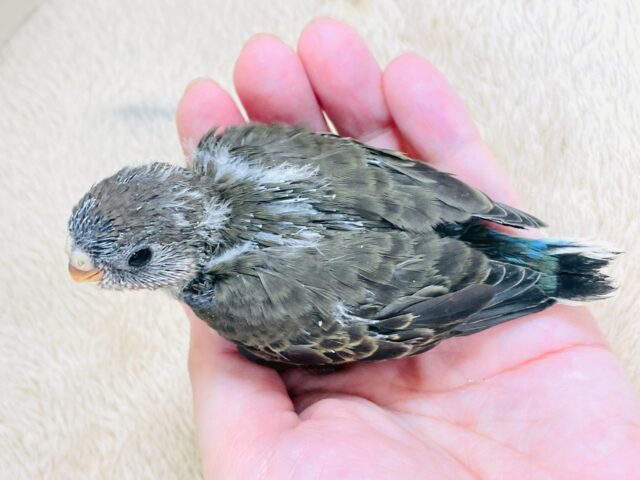 アキクサインコ（秋草インコ）