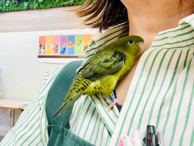 【最新画像】元気いっぱい登場💚サザナミインコ(ダークグリーン) サザナミインコ
