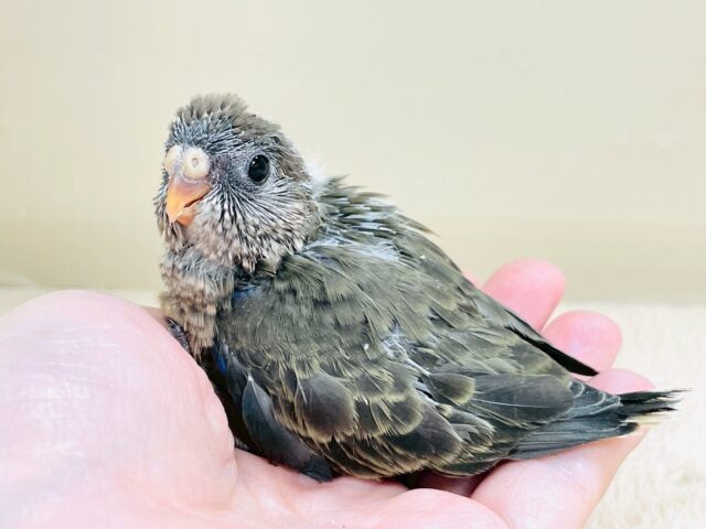 アキクサインコ（秋草インコ）
