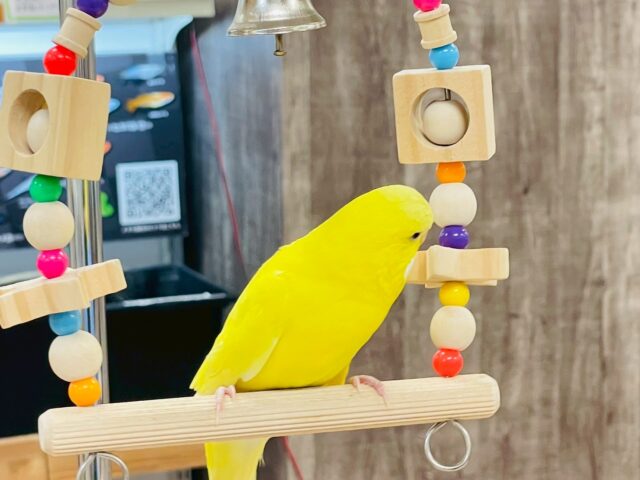ジャンボセキセイインコ