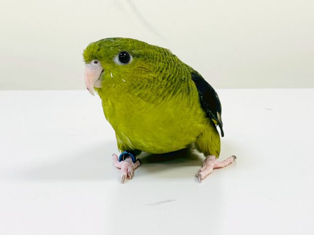 【最新画像】元気いっぱい登場💚サザナミインコ(ダークグリーン) サザナミインコ