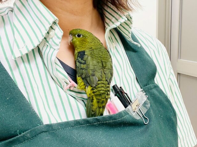 【最新画像】元気いっぱい登場💚サザナミインコ(ダークグリーン) サザナミインコ