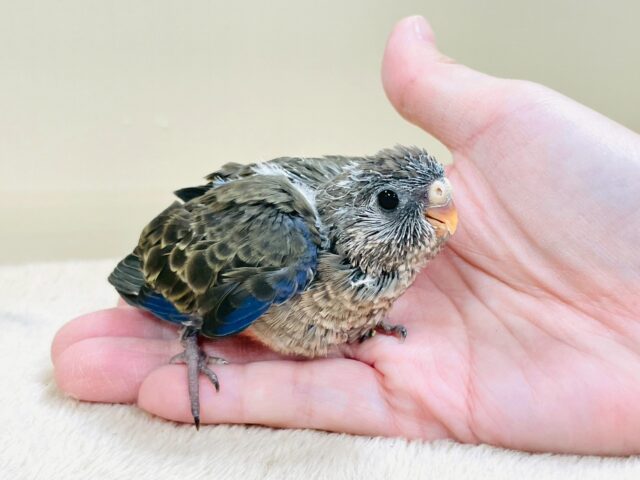 アキクサインコ（秋草インコ）