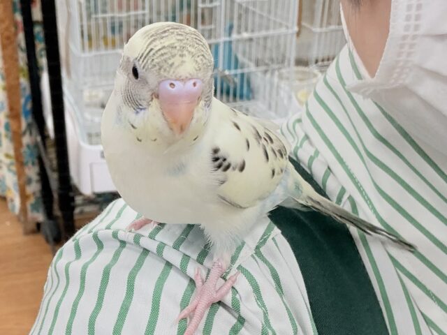 セキセイインコ