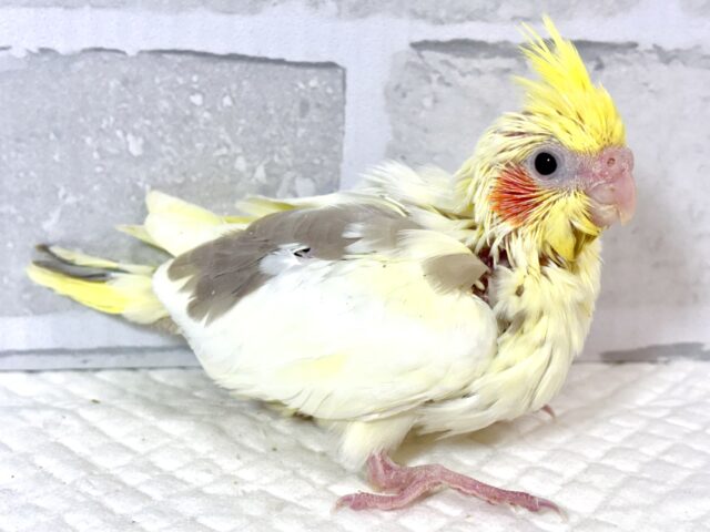 オカメインコ