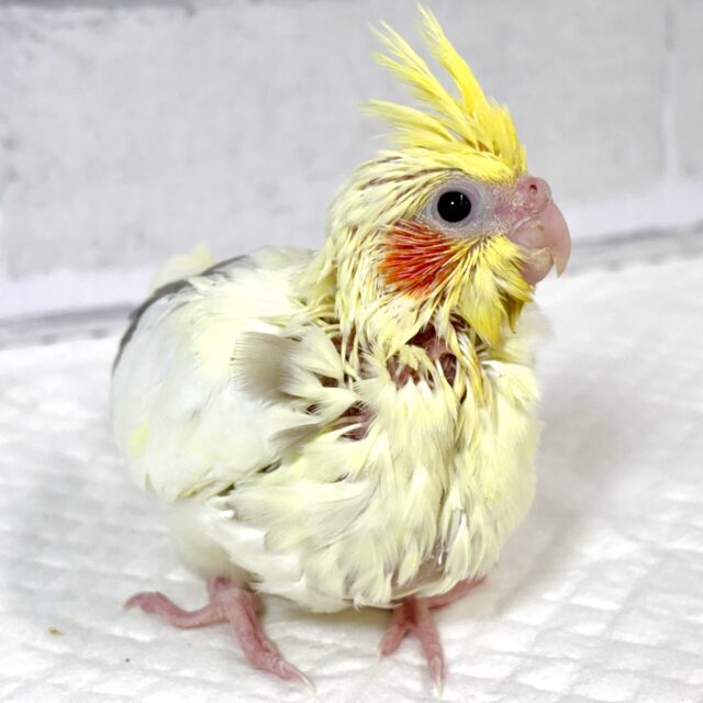 オカメインコ