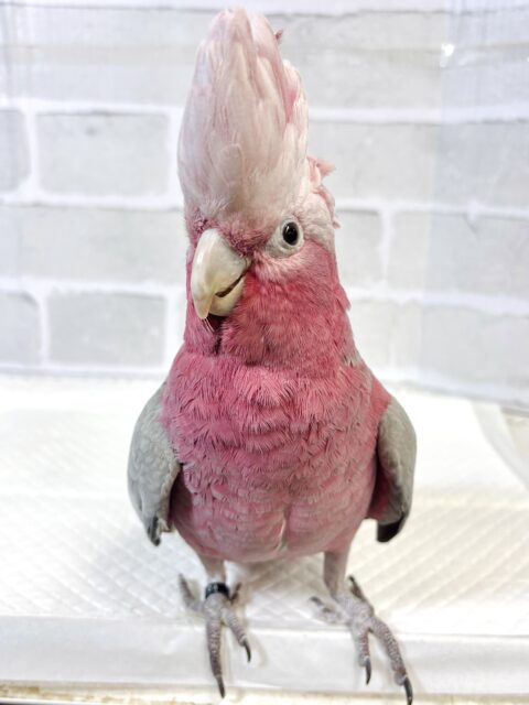 モモイロインコ