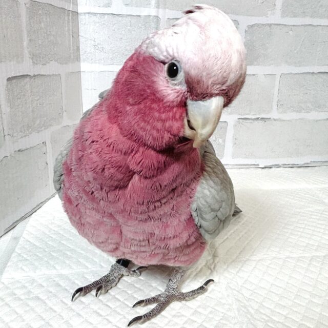 モモイロインコ