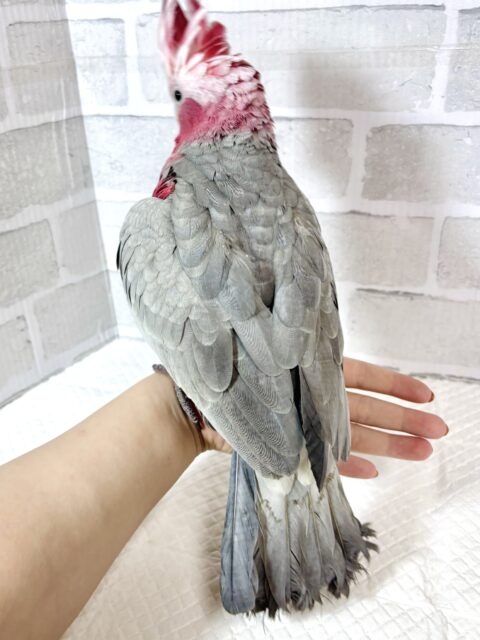 モモイロインコ