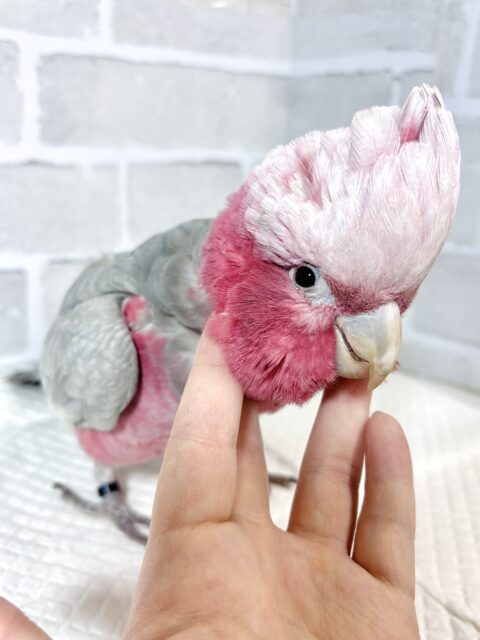 モモイロインコ