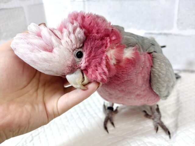 モモイロインコ