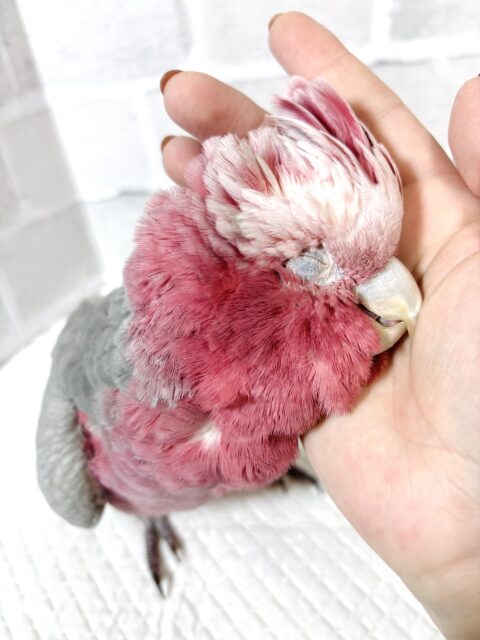 モモイロインコ 女の子 🎀(⑉• θ •⑉)❤︎ モモイロインコ