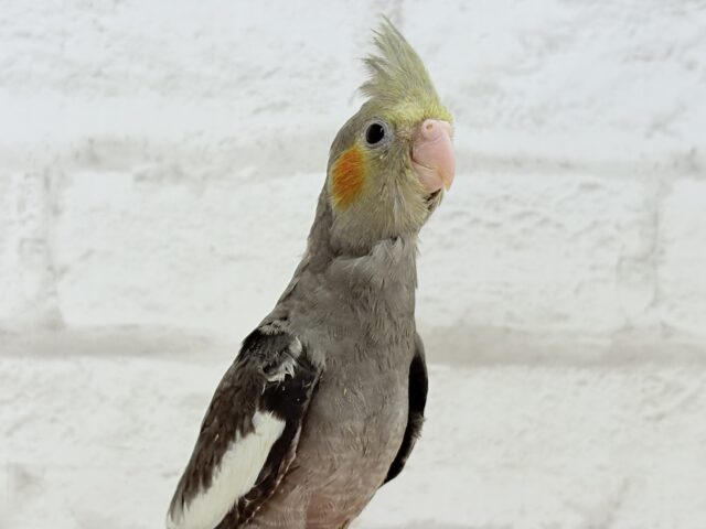 2025年ラストです✨大型インコ・オウムフェア開催🦜🪅🐥 説明画像です
