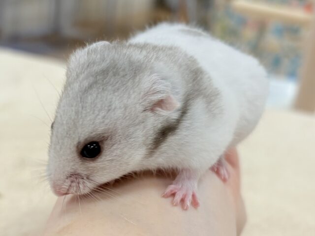 カラーハムスター