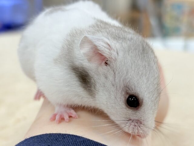 カラーハムスター