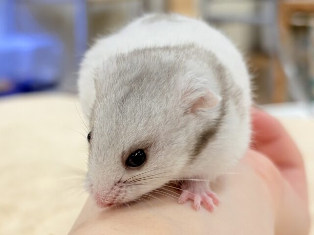 カラーハムスター