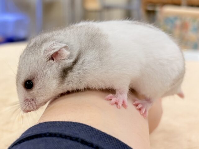 カラーハムスター