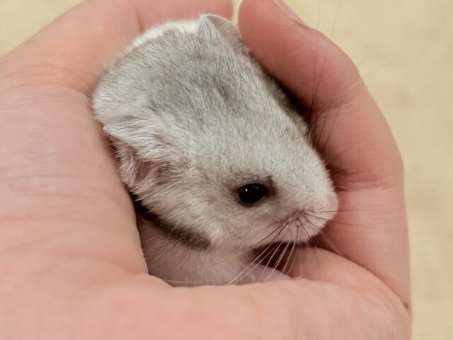 カラーハムスター