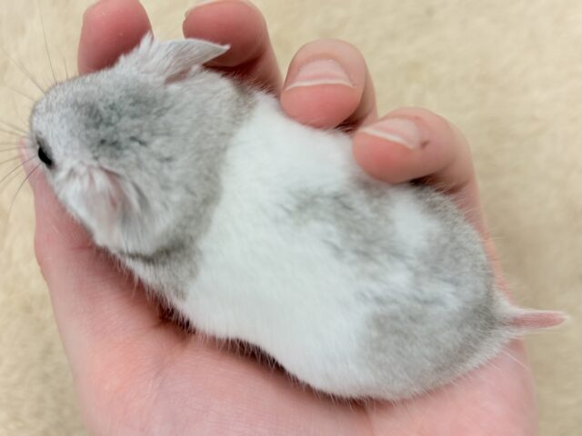 カラーハムスター