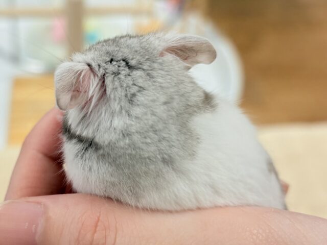 カラーハムスター