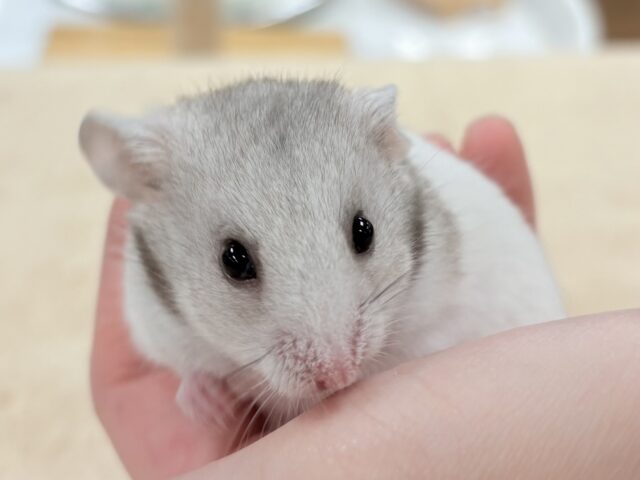 カラーハムスター