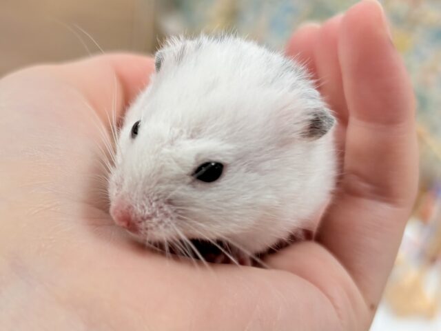 カラーハムスター