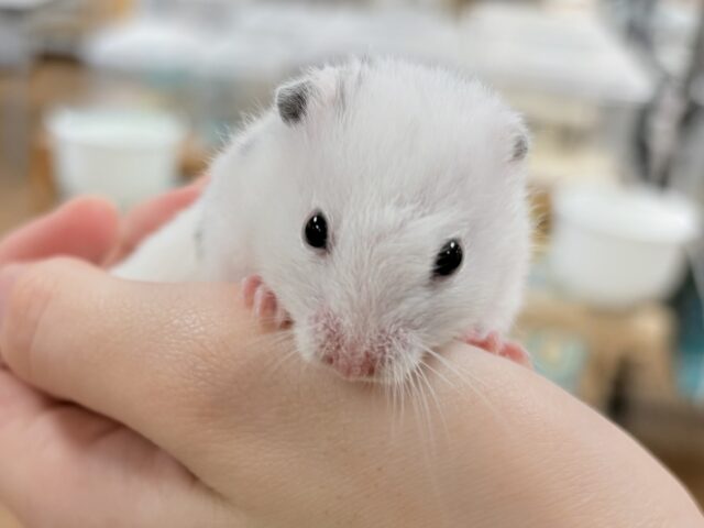 カラーハムスター