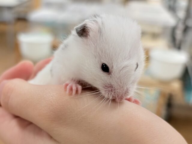 カラーハムスター