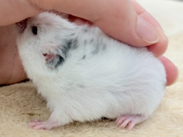 カラーハムスター