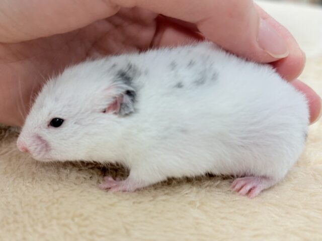 カラーハムスター