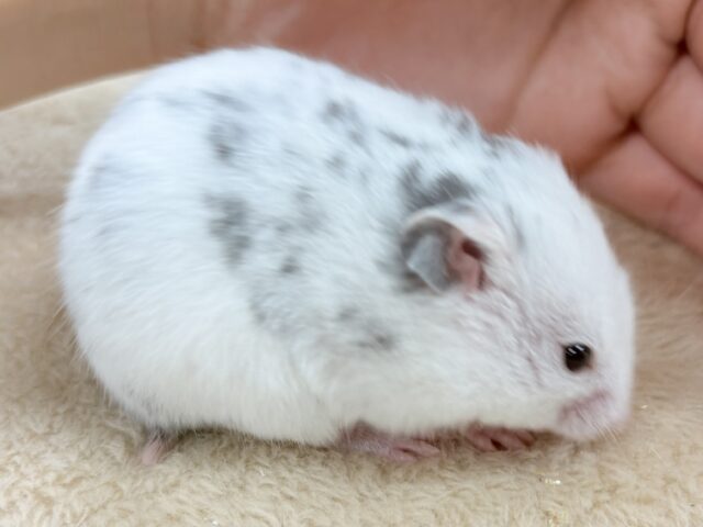 カラーハムスター