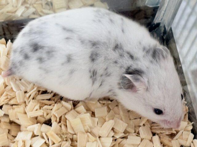 カラーハムスター