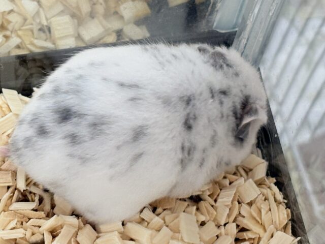 カラーハムスター