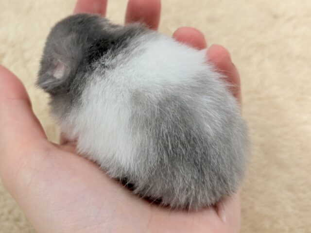 おっとりまったりセーブルちゃん❣️セーブルハムスター(女の子) セーブルハムスター