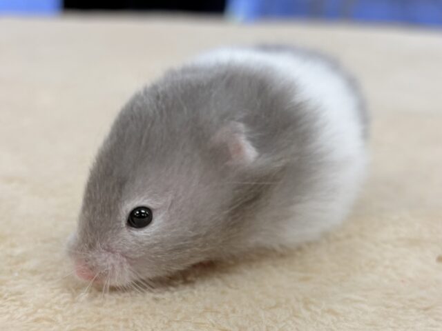おっとりまったりセーブルちゃん❣️セーブルハムスター(女の子) セーブルハムスター