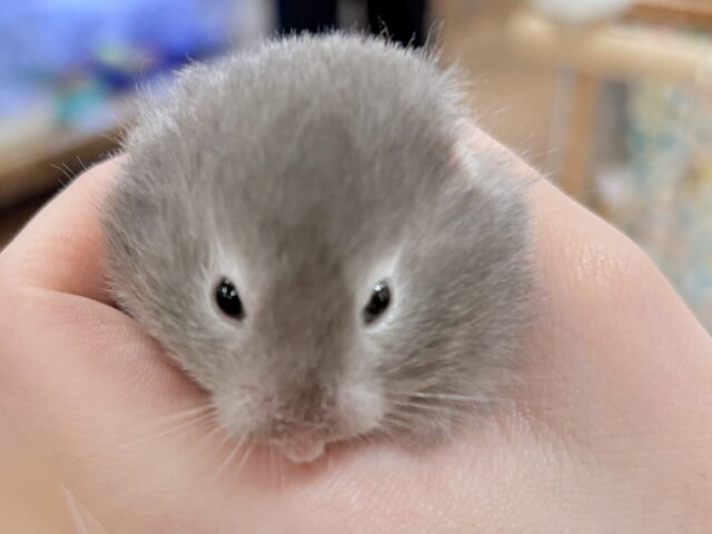 おっとりまったりセーブルちゃん❣️セーブルハムスター(女の子) セーブルハムスター