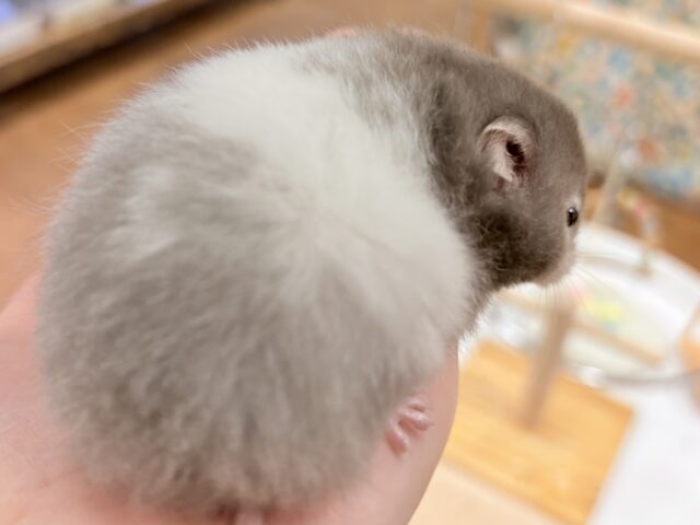 おっとりまったりセーブルちゃん❣️セーブルハムスター(女の子) セーブルハムスター