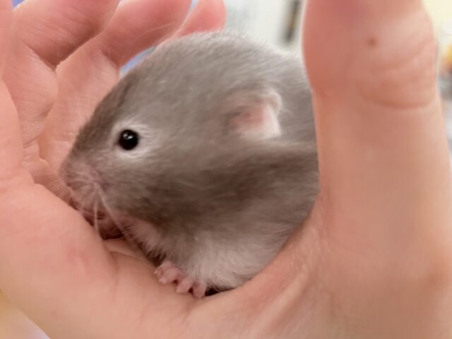 おっとりまったりセーブルちゃん❣️セーブルハムスター(女の子) セーブルハムスター