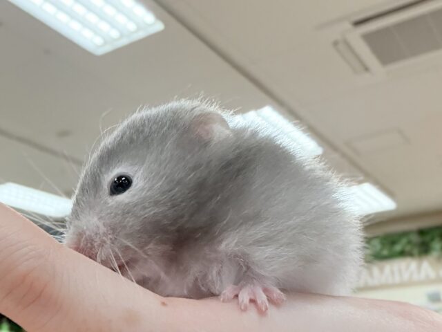 おっとりまったりセーブルちゃん❣️セーブルハムスター(女の子) セーブルハムスター