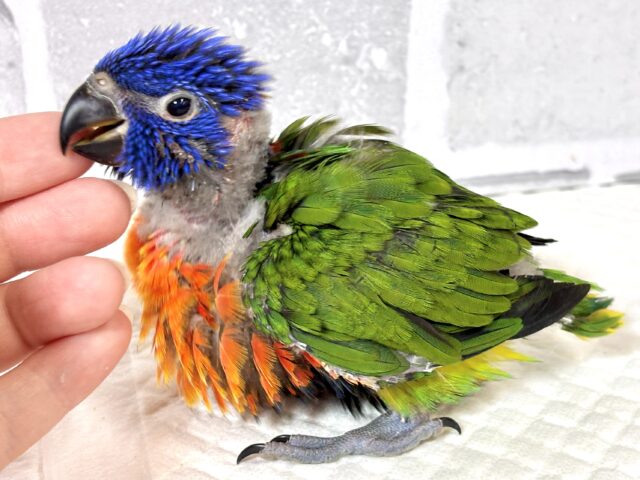 ゴシキセイガイインコ