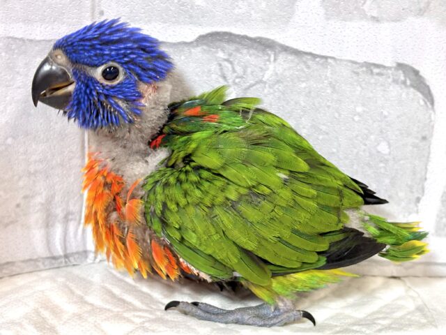 ゴシキセイガイインコ