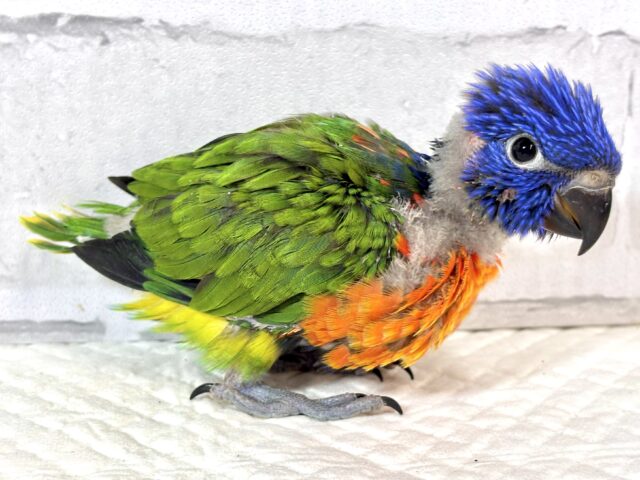 ゴシキセイガイインコ